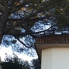 Tala arbol