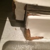 Cucarachas en vivienda inicialmente sólo vistas en el baño