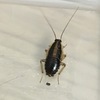 Plaga de cucarachas