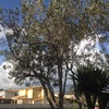 Poda ornamental de dos olivos pequeños