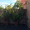 Adecuacion plantas en terraza sobreatico en barcelona