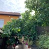 Talar árboles