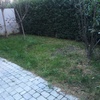 Replantacion de cesped