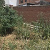Desbrozar jardín