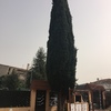 Tala de ciprés