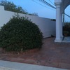 Fumigación o Desinsectación