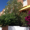 Talar arbol