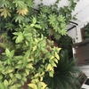 Pequeños Trabajos Jardinería