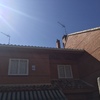 Evitar anidacion palomas en tejado