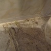 Peritaje daños mascota en vivienda para demanda