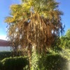 Limpieza palmeras