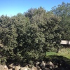 Desbrozar Jardín