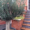 Agujero para plantar olivo en el patio