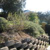 Mantener jardín 800m2