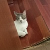 Otros Trabajos De Parquet