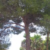 Talar un pino