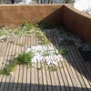 Pavimentar jardin