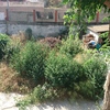 Desbrozar Jardín