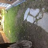 Hacer puesta a punto de jardín