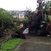 Árbol caído en tegueste a causa del temporal actual, urgente!