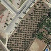 Retirada de 191 olivos en mairena de aljarafe