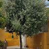 Hacer puesta a punto de jardín