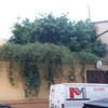 Poda de 6 arboles en valencia