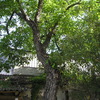 Talar árboles