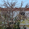 Hacer puesta a punto de jardín