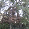 Desbrozar Jardín