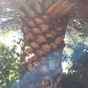 Podar palmera y arreglar tronco