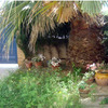 Podar o Talar Palmera en Cubelles