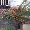 Tallar una Palmera en Torrelles de Llobregat
