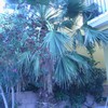 Cortar palmera