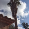 Palmera