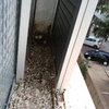 Limpieza Vivienda (1 vez)