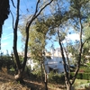 Tala de eucaliptos