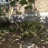 Desbrozar Jardín