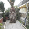 Tala palmera