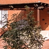Pequeña Reforma Tejado Casa (Unifamiliar)