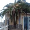 Tallar Palmera