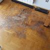 Arreglar parquet pis perro
