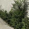 Desbrozar Jardín