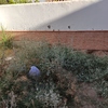 Desbrozar Jardín