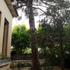 Talar árboles