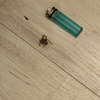 Fumigación o Desinsectación