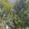 Otros Trabajos De Jardinería
