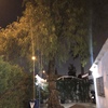 Talar árboles