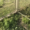 Construir Muro