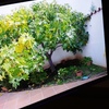 Hacer puesta a punto de jardín